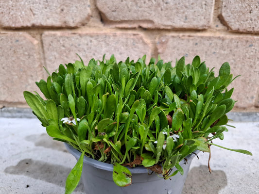 Selliera radicans (Creeping Swampweed)